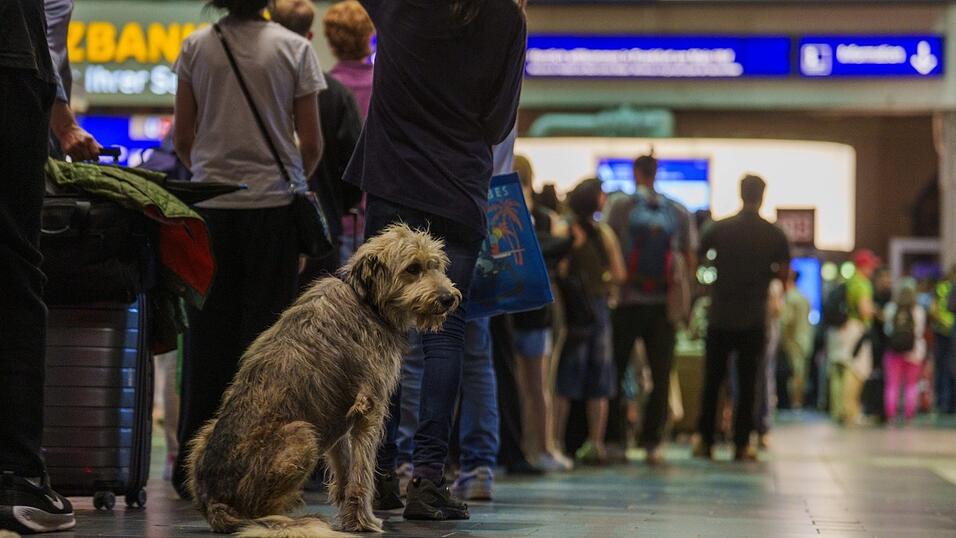 Zahlreiche Fahrg&auml;ste versuchten w&auml;hrend des Ausfalls des Bahnverkehrs in Deutschland, Ausk&uuml;nfte an den Serviceschaltern zu erhalten.