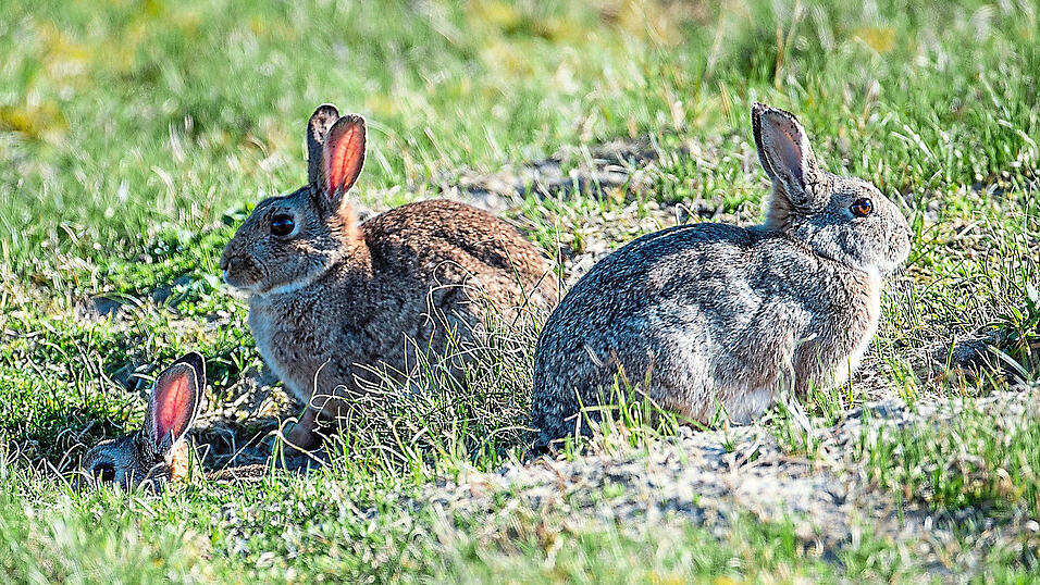 Zwei Kaninchen sitzen auf dem Rasen, eins versteckt sich halb in der H&ouml;hle. Im Bereich rund um das KKI leben die Kaninchen in gro&szlig;er Zahl. Nun ist unter ihnen der RHD-Virus im Umlauf.