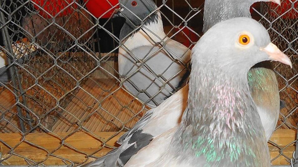 Beim Kleintiermarkt geben Tauben, in allen Formen und Farben dem Markt seinen Namen.