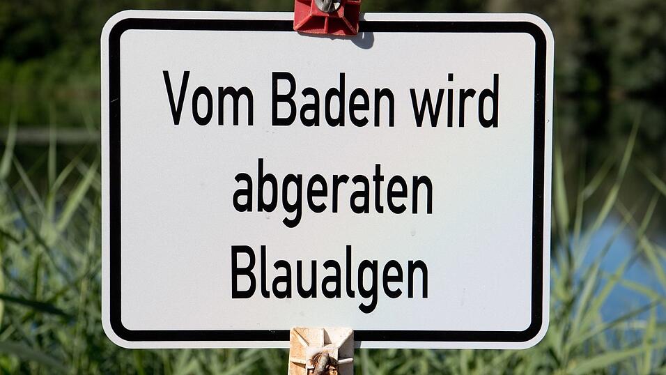 Am Bismarckweiher in Südbayern und am Untreusee in Nordbayern sind Blaualgen nachgewiesen worden. (Symbolbild) Am Bismarckweiher in Südbayern und am Untreusee in Nordbayern sind Blaualgen nachgewiesen worden. (Symbolbild)