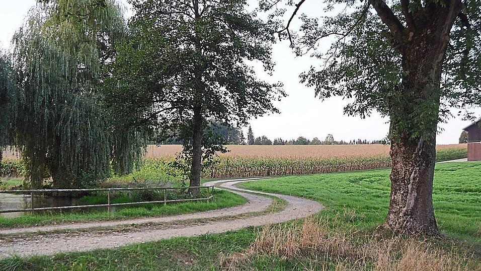 Im Hintergrund, wo der Mais steht, soll die Photovoltaikanlage entstehen. Ein kleiner Teil ist auf der gr&uuml;nen Ackerfl&auml;che im Vordergrund geplant.
