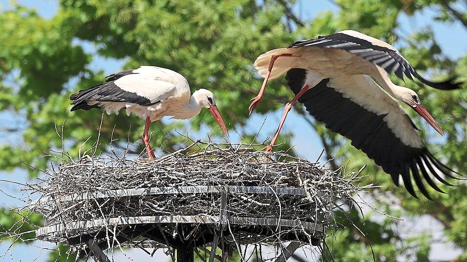 In Eggmühl gelang heuer eine Umsiedlung in eine Nisthilfe. In Eggmühl gelang heuer eine Umsiedlung in eine Nisthilfe.