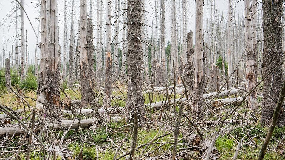 Wenn ein Baum einmal vom Borkenkäfer befallen ist, stirbt er auch daran, sagt Christian Kleiner vom AELF. Wenn ein Baum einmal vom Borkenkäfer befallen ist, stirbt er auch daran, sagt Christian Kleiner vom AELF.