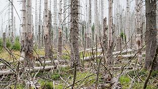 Wenn ein Baum einmal vom Borkenkäfer befallen ist, stirbt er auch daran, sagt Christian Kleiner vom AELF.