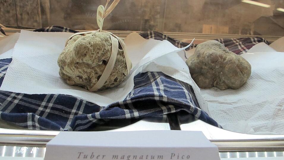 In Alba beginnt die traditionelle Trüffelmesse. (Archivbild) In Alba beginnt die traditionelle Trüffelmesse. (Archivbild)
