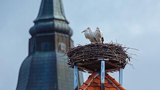 Doch, ja, der Storch bringt Kinder - aber nur seine eigenen...