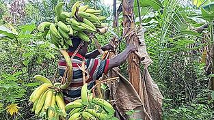 Aktuell wird die Ernte auf dem Kopf von der Plantage zum Markt transportiert.