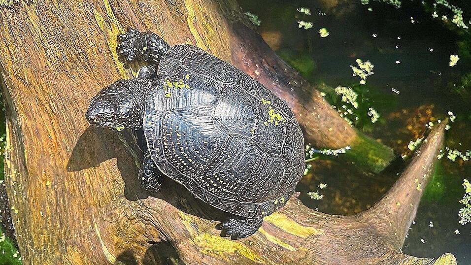 Der Landesbund für Vogelschutz möchte ein Artenhilfsprojekt für die europäische Sumpfschildkröte starten. Aber die Regierung ist der Meinung, dass die einzige heimische Schildkröte gar nicht mehr heimisch ist. Der Landesbund für Vogelschutz möchte ein Artenhilfsprojekt für die europäische Sumpfschildkröte starten. Aber die Regierung ist der Meinung, dass die einzige heimische Schildkröte gar nicht mehr heimisch ist.