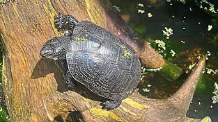 Der Landesbund für Vogelschutz möchte ein Artenhilfsprojekt für die europäische Sumpfschildkröte starten. Aber die Regierung ist der Meinung, dass die einzige heimische Schildkröte gar nicht mehr heimisch ist. Der Landesbund für Vogelschutz möchte ein Artenhilfsprojekt für die europäische Sumpfschildkröte starten. Aber die Regierung ist der Meinung, dass die einzige heimische Schildkröte gar nicht mehr heimisch ist.