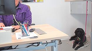 Grundvoraussetzung: die Vierbeiner m&uuml;ssen ruhig, sozial vertr&auml;glich und gut erzogen sein.