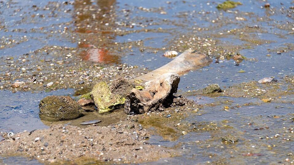 Knochen eines Mammuts tauchten im bulgarischen Abschnitt der Donau auf. Knochen eines Mammuts tauchten im bulgarischen Abschnitt der Donau auf.
