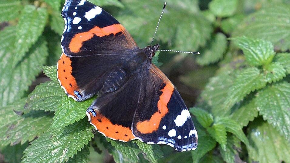 Falter wie Tagpfauenauge, Kleiner Fuchs, Landk&auml;rtchen und Admiral legen ihre Eier gezielt an Brennnesseln ab. (Archivbild)