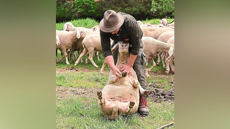 F&uuml;r die Klauenpflege muss Michaeldas Schaf fangen. Daf&uuml;r hat er einen Versuch, danach l&auml;sst es sich nur noch schwer erwischen.