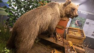 Der Braunbär Bruno steht ausgestopft im Museum. (Archivbild) Der Braunbär Bruno steht ausgestopft im Museum. (Archivbild)