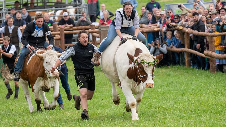 Ochsenrennen sorgen für große Gaudi unter den Zuschauern. (Archivbild) Ochsenrennen sorgen für große Gaudi unter den Zuschauern. (Archivbild)