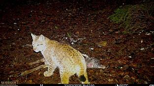 Die Luchsin „Eva“ wurde von einer Wildkamera am Kadaver eines Stückes Damwild im Gehege fotografiert. Die Luchsin „Eva“ wurde von einer Wildkamera am Kadaver eines Stückes Damwild im Gehege fotografiert.
