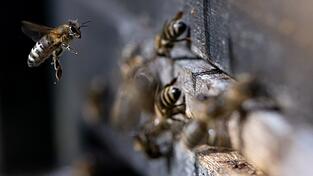 Zwei Bienenvölker werden durch das Feuer ausgelöscht. (Symbolbild) Zwei Bienenvölker werden durch das Feuer ausgelöscht. (Symbolbild)