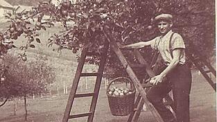 Der große Obstgarten des Reithmaier (Stadtgraben) bescherte alljährlich eine reiche Ernte. Es war so viel, dass man Äpfel auch lagern und später gewinnbringend auf dem Markt verkaufen konnte. Zu sehen ist der junge Hermann Reithmaier beim Apfelpflücken im elterlichen Garten in der Nachkriegszeit. (Archiv)