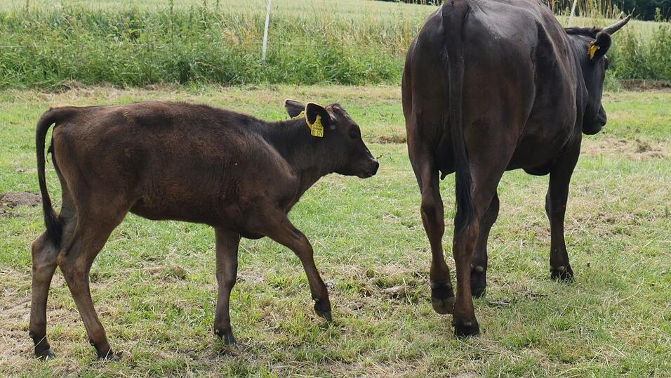 Sein neuestes Projekt: Wagyu-Rinder. Sein neuestes Projekt: Wagyu-Rinder.