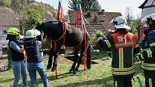 Ein Pferd ist aus einer schmalen Grube gerettet worden. (Handout) Ein Pferd ist aus einer schmalen Grube gerettet worden. (Handout)