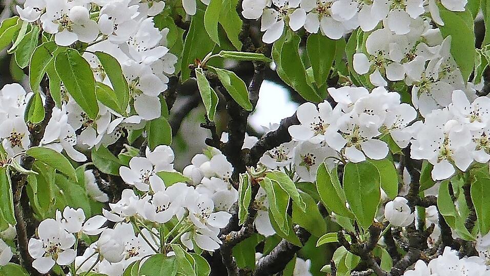 Ein Augenschmaus sind die zahlreichen Blüten. Ein Augenschmaus sind die zahlreichen Blüten.