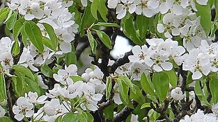 Ein Augenschmaus sind die zahlreichen Blüten. Ein Augenschmaus sind die zahlreichen Blüten.