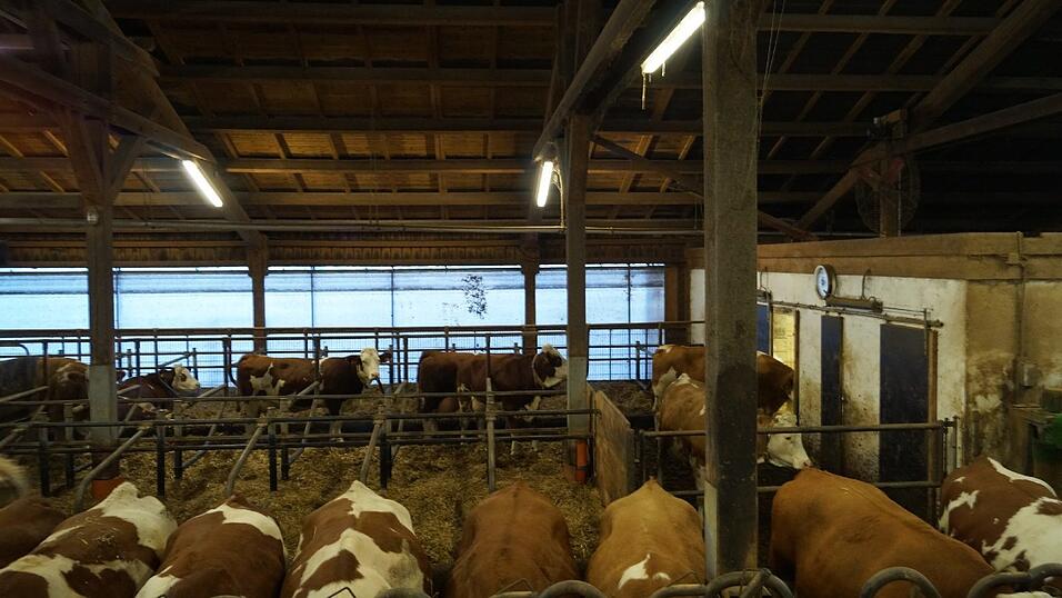 Zum Melken gehen die Kühe in den Melkstand. Das machen sie ganz freiwillig. Einmal, weil sie gemolken werden wollen und außerdem, weil nach dem Melkstand frisches Futter auf sie wartet. Der Melkstand ist ein gemauertes Zimmer im Stall. Dort muss geheizt werden, sonst frieren im Winter die Leitungen ein.