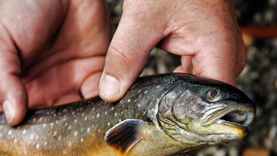 Der Saibling ist ein heimischer Fisch und hat ein sehr aromatisches, zartes Fleisch.