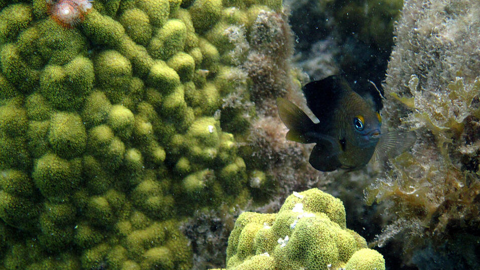 Ankunft in der Karibik, Dezember 2009/Januar 2010 Ankunft in der Karibik, Dezember 2009/Januar 2010