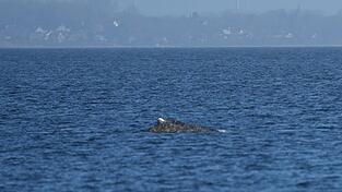 Der Wal, der vor Timmendorfer Strand gestrandet war, hat sich offenbar selbst in der Nacht befreit.