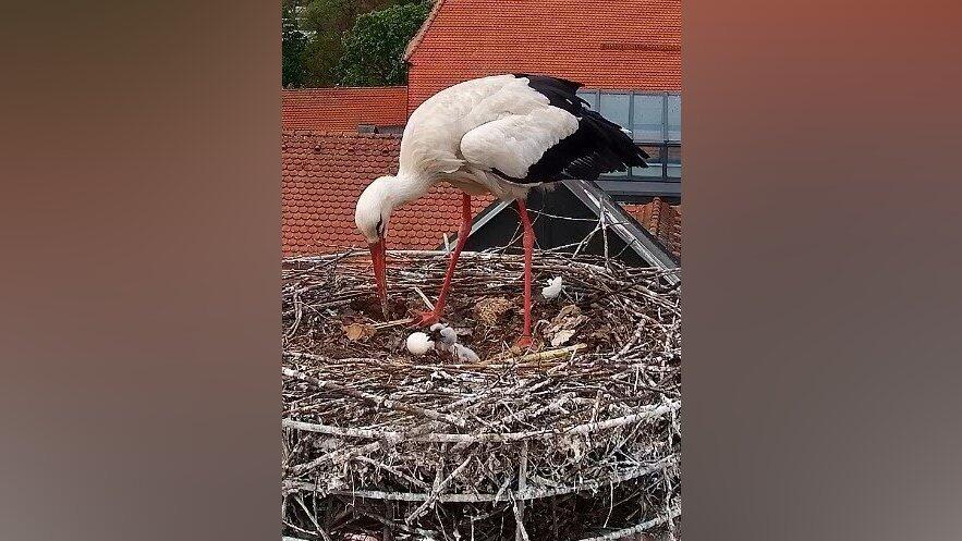 Die Webcam von Sport Erdl l&auml;sst am Aufwachsen des Storchennachwuchses teilhaben.