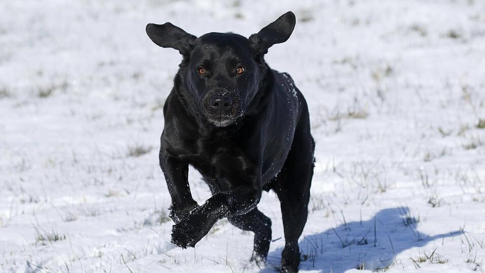 Spielfreude oder Angriff? In Ostbayern hat die Zahl der Hundeangriffe über die vergangenen Jahre zugenommen. (Symbolbild) Spielfreude oder Angriff? In Ostbayern hat die Zahl der Hundeangriffe über die vergangenen Jahre zugenommen. (Symbolbild)