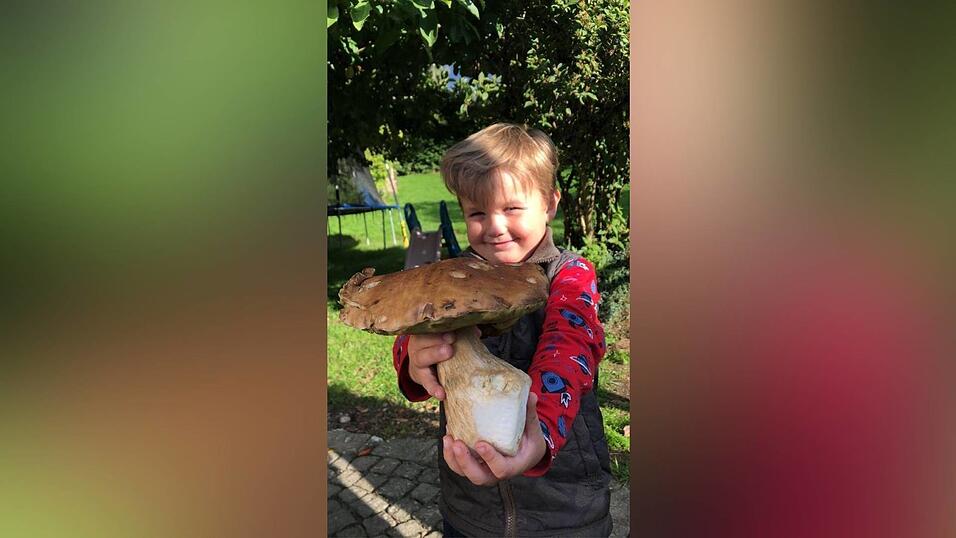 Der vier Jahre alte Eliah Kirsch aus Lammerbach einen 'Mega-Schwammerl' gefunden. Erstaunlicherweise war der Steinpilz nahezu komplett wurmfrei, so dass er zum Trocknen noch gut verwendet werden konnte. 'Gewogen haben wir das stattliche Exemplar nicht, er war aber sehr schwer', so die Eltern Melanie und Florian Kirsch. Der vier Jahre alte Eliah Kirsch aus Lammerbach einen 'Mega-Schwammerl' gefunden. Erstaunlicherweise war der Steinpilz nahezu komplett wurmfrei, so dass er zum Trocknen noch gut verwendet werden konnte. 'Gewogen haben wir das stattliche Exemplar nicht, er war aber sehr schwer', so die Eltern Melanie und Florian Kirsch.
