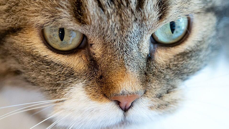 Die Katze verkeilte sich hinter dem Auspuff eines Autos. (Symbolbild)