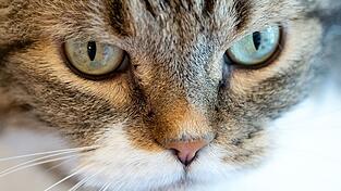 Die Katze verkeilte sich hinter dem Auspuff eines Autos. (Symbolbild)