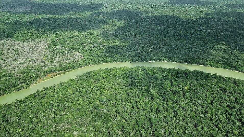 Deutschland gibt viel Geld für einen neuen Tropenwaldfonds. Deutschland gibt viel Geld für einen neuen Tropenwaldfonds.