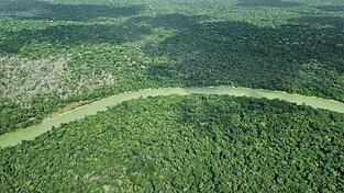 Deutschland gibt viel Geld für einen neuen Tropenwaldfonds.