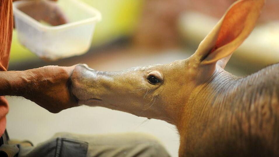 Ein Erdferkel wird von Tierpfleger Jozef Seb&iacute;n mit K&ouml;stlichkeiten aus der Insektenk&uuml;che verw&ouml;hnt.