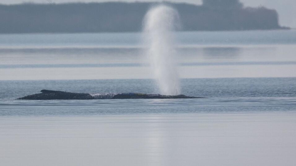 Der Buckelwal vor der Insel Poel bl&auml;st Luft aus.