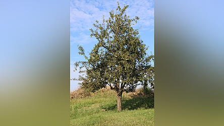 Bei zwei Terminen werden auch Birnen gesammelt.