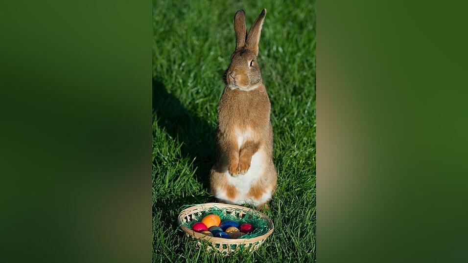 Hasen legen keine Eier, auch wenn Dichterfürst Goethe Kinder in Weimar nach Haseneiern suchen ließ. Kinder wissen das. Trotzdem sind es die Hasen, die zu Ostern die Nester mit bunten Eiern und Süßigkeiten füllen. Foto: Patrick Pleul dpa/lbn