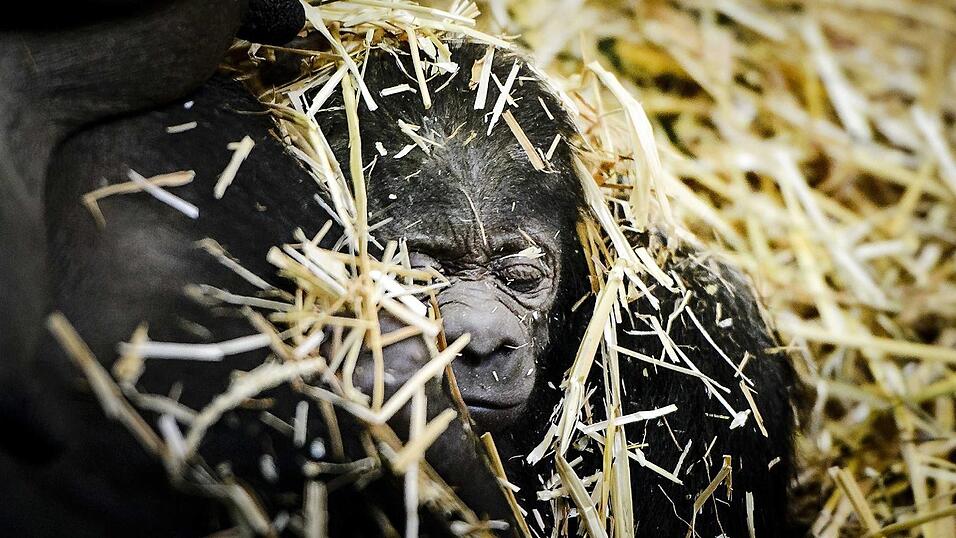 Der kleine Gorilla mit seiner Mama Sindy Der kleine Gorilla mit seiner Mama Sindy