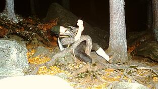 Da ist es passiert: Der Hüter stolpert über die Irrwurz. Da ist es passiert: Der Hüter stolpert über die Irrwurz.