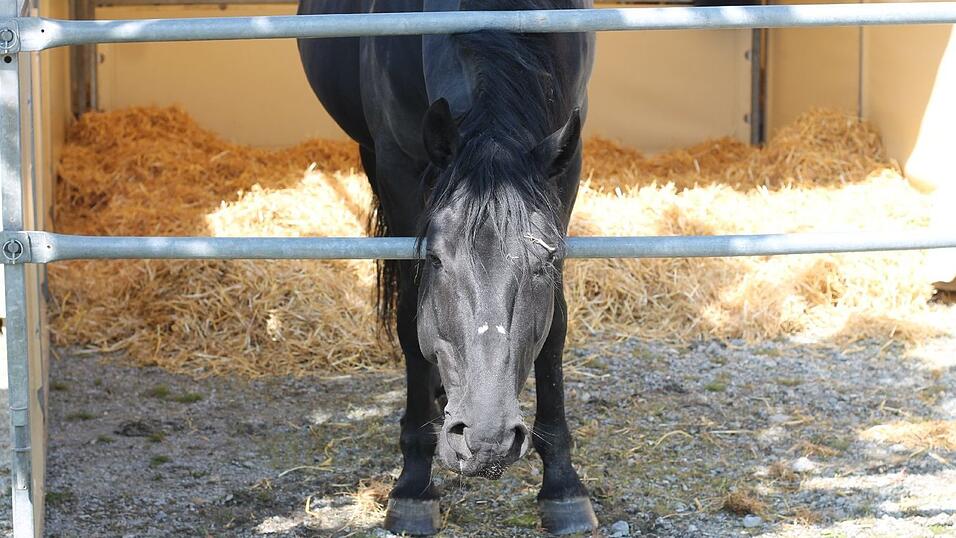 Bis zum 17. Mai gastiert der Circus Krone in Straubing. Wir haben uns angeschaut, wie es hinter den Kulissen aussieht. Bis zum 17. Mai gastiert der Circus Krone in Straubing. Wir haben uns angeschaut, wie es hinter den Kulissen aussieht.