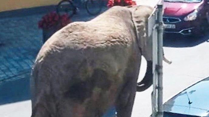 Ein Dickhäuter des Zirkus 'Afrika' am Mittwoch auf dem Bayplatz zwischen Fahrzeugen. Diesmal wurde er bewusst auf die Straße geführt. Ein Dickhäuter des Zirkus 'Afrika' am Mittwoch auf dem Bayplatz zwischen Fahrzeugen. Diesmal wurde er bewusst auf die Straße geführt.