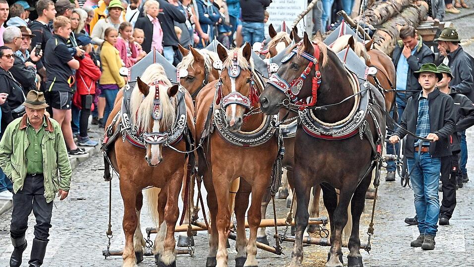 Der Langholzwagen wurde heuer siebensp&auml;nnig gefahren und war wieder Blickfang f&uuml;r Tausende Zuschauer.