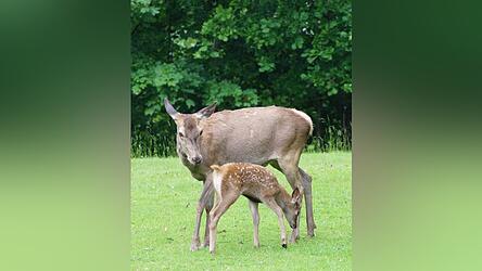 Die Hirschkuh mit ihrem Kalb, das zirka drei Wochen alt ist.
