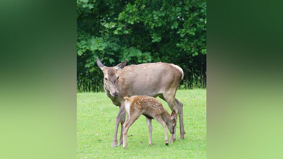 Die Hirschkuh mit ihrem Kalb, das zirka drei Wochen alt ist. Die Hirschkuh mit ihrem Kalb, das zirka drei Wochen alt ist.