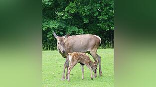 Die Hirschkuh mit ihrem Kalb, das zirka drei Wochen alt ist. Die Hirschkuh mit ihrem Kalb, das zirka drei Wochen alt ist.