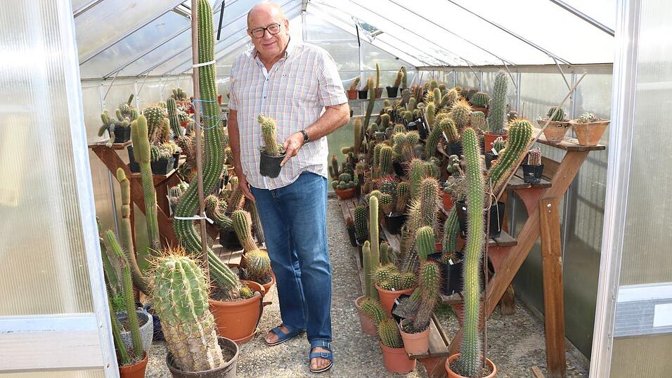 Erich Brunner ist besonders stolz auf seinen 'Schwiegermutterstuhl'. Dieser Kaktus ist seit rund 40 Jahren in seinem Besitz und bereits &uuml;ber 50 Kilogramm schwer.